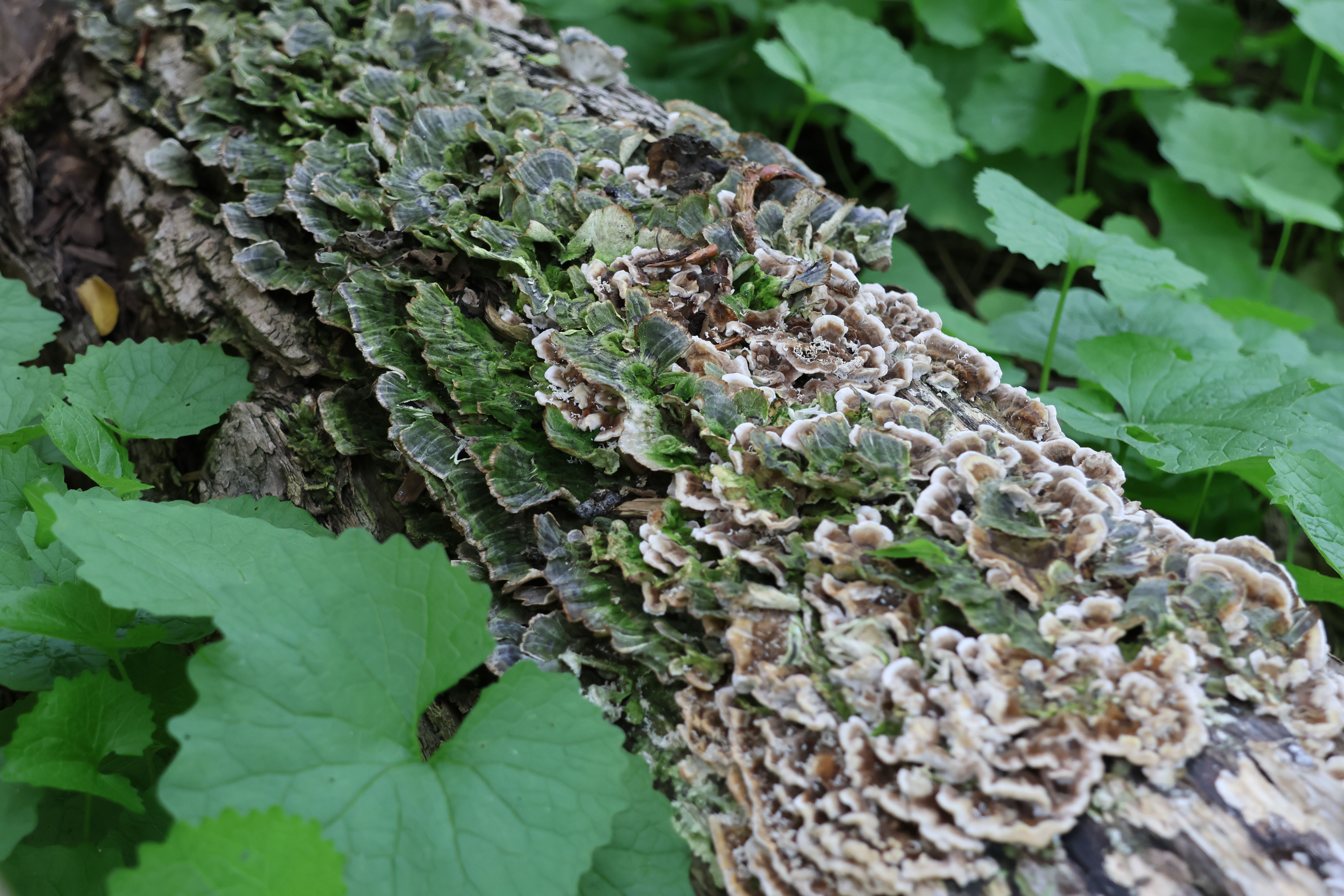 Nature's Wonder Main Banner